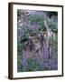 Arctic Lupine, Olympic National Park, Washington, USA-William Sutton-Framed Photographic Print