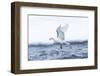 Arctic, North of Svalbard. A black-legged kittiwake catches a fish that had been hiding-Ellen Goff-Framed Photographic Print