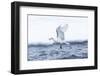 Arctic, North of Svalbard. A black-legged kittiwake catches a fish that had been hiding-Ellen Goff-Framed Photographic Print