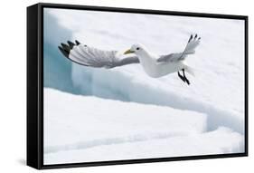 Arctic, North of Svalbard. A black-legged kittiwake hovers over the pack ice looking for fish.-Ellen Goff-Framed Stretched Canvas