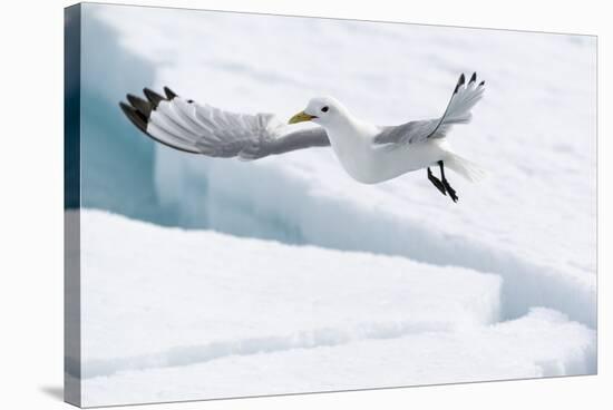 Arctic, North of Svalbard. A black-legged kittiwake hovers over the pack ice looking for fish.-Ellen Goff-Stretched Canvas