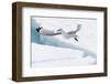 Arctic, North of Svalbard. A black-legged kittiwake hovers over the pack ice looking for fish.-Ellen Goff-Framed Photographic Print