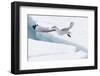 Arctic, North of Svalbard. A black-legged kittiwake hovers over the pack ice looking for fish.-Ellen Goff-Framed Photographic Print