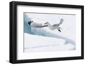 Arctic, North of Svalbard. A black-legged kittiwake hovers over the pack ice looking for fish.-Ellen Goff-Framed Photographic Print