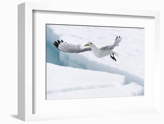 Arctic, North of Svalbard. A black-legged kittiwake hovers over the pack ice looking for fish.-Ellen Goff-Framed Photographic Print