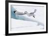 Arctic, North of Svalbard. A black-legged kittiwake hovers over the pack ice looking for fish.-Ellen Goff-Framed Photographic Print