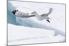 Arctic, North of Svalbard. A black-legged kittiwake hovers over the pack ice looking for fish.-Ellen Goff-Mounted Photographic Print