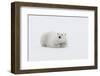Arctic, north of Svalbard. A polar bear rests on the edge of a slab of pack ice.-Ellen Goff-Framed Photographic Print