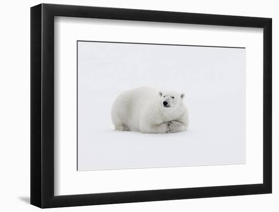 Arctic, north of Svalbard. A polar bear rests on the edge of a slab of pack ice.-Ellen Goff-Framed Photographic Print