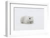Arctic, north of Svalbard. A polar bear rests on the edge of a slab of pack ice.-Ellen Goff-Framed Photographic Print