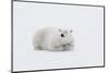 Arctic, north of Svalbard. A polar bear rests on the edge of a slab of pack ice.-Ellen Goff-Mounted Photographic Print