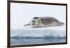 Arctic, north of Svalbard. A portrait of a young bearded seal hauled out on the pack ice.-Ellen Goff-Framed Photographic Print