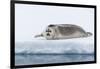 Arctic, north of Svalbard. A portrait of a young bearded seal hauled out on the pack ice.-Ellen Goff-Framed Photographic Print