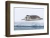 Arctic, north of Svalbard. A portrait of a young bearded seal hauled out on the pack ice.-Ellen Goff-Framed Photographic Print