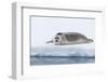 Arctic, north of Svalbard. A portrait of a young bearded seal hauled out on the pack ice.-Ellen Goff-Framed Photographic Print