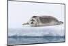 Arctic, north of Svalbard. A portrait of a young bearded seal hauled out on the pack ice.-Ellen Goff-Mounted Photographic Print