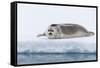 Arctic, north of Svalbard. A portrait of a young bearded seal hauled out on the pack ice.-Ellen Goff-Framed Stretched Canvas
