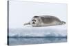 Arctic, north of Svalbard. A portrait of a young bearded seal hauled out on the pack ice.-Ellen Goff-Stretched Canvas