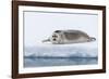 Arctic, north of Svalbard. A portrait of a young bearded seal hauled out on the pack ice.-Ellen Goff-Framed Photographic Print