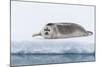 Arctic, north of Svalbard. A portrait of a young bearded seal hauled out on the pack ice.-Ellen Goff-Mounted Photographic Print