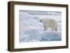 Arctic, north of Svalbard. Portrait of a polar bear walking on the pack ice.-Ellen Goff-Framed Photographic Print