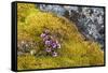 Arctic, Norway, Svalbard, Spitsbergen, Fuglesongen. Purple Saxifrage Among Rocks and Moss-Ellen Goff-Framed Stretched Canvas