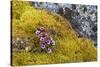 Arctic, Norway, Svalbard, Spitsbergen, Fuglesongen. Purple Saxifrage Among Rocks and Moss-Ellen Goff-Stretched Canvas