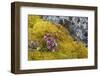 Arctic, Norway, Svalbard, Spitsbergen, Fuglesongen. Purple Saxifrage Among Rocks and Moss-Ellen Goff-Framed Photographic Print