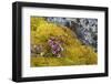 Arctic, Norway, Svalbard, Spitsbergen, Fuglesongen. Purple Saxifrage Among Rocks and Moss-Ellen Goff-Framed Photographic Print