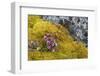 Arctic, Norway, Svalbard, Spitsbergen, Fuglesongen. Purple Saxifrage Among Rocks and Moss-Ellen Goff-Framed Photographic Print