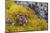 Arctic, Norway, Svalbard, Spitsbergen, Fuglesongen. Purple Saxifrage Among Rocks and Moss-Ellen Goff-Mounted Photographic Print