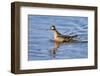 Arctic, Norway, Svalbard, Spitsbergen, Gray Phalarope Foraging-Ellen Goff-Framed Photographic Print