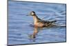 Arctic, Norway, Svalbard, Spitsbergen, Gray Phalarope Foraging-Ellen Goff-Mounted Photographic Print