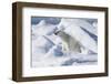 Arctic, Norway, Svalbard, Spitsbergen, Pack Ice, Polar Bear Polar Bear Rubbing on Ice-Ellen Goff-Framed Photographic Print