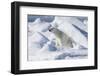 Arctic, Norway, Svalbard, Spitsbergen, Pack Ice, Polar Bear Polar Bear Rubbing on Ice-Ellen Goff-Framed Photographic Print