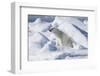 Arctic, Norway, Svalbard, Spitsbergen, Pack Ice, Polar Bear Polar Bear Rubbing on Ice-Ellen Goff-Framed Photographic Print