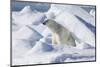 Arctic, Norway, Svalbard, Spitsbergen, Pack Ice, Polar Bear Polar Bear Rubbing on Ice-Ellen Goff-Mounted Photographic Print