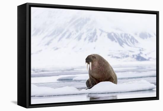 Arctic, Norway, Svalbard, Spitsbergen, Pack Ice, Walrus Walrus on Ice Floes-Ellen Goff-Framed Stretched Canvas