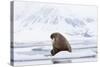 Arctic, Norway, Svalbard, Spitsbergen, Pack Ice, Walrus Walrus on Ice Floes-Ellen Goff-Stretched Canvas