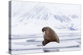 Arctic, Norway, Svalbard, Spitsbergen, Pack Ice, Walrus Walrus on Ice Floes-Ellen Goff-Stretched Canvas