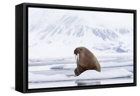 Arctic, Norway, Svalbard, Spitsbergen, Pack Ice, Walrus Walrus on Ice Floes-Ellen Goff-Framed Stretched Canvas