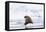 Arctic, Norway, Svalbard, Spitsbergen, Pack Ice, Walrus Walrus on Ice Floes-Ellen Goff-Framed Stretched Canvas