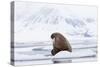 Arctic, Norway, Svalbard, Spitsbergen, Pack Ice, Walrus Walrus on Ice Floes-Ellen Goff-Stretched Canvas
