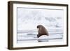 Arctic, Norway, Svalbard, Spitsbergen, Pack Ice, Walrus Walrus on Ice Floes-Ellen Goff-Framed Photographic Print