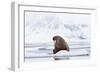 Arctic, Norway, Svalbard, Spitsbergen, Pack Ice, Walrus Walrus on Ice Floes-Ellen Goff-Framed Photographic Print