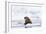 Arctic, Norway, Svalbard, Spitsbergen, Pack Ice, Walrus Walrus on Ice Floes-Ellen Goff-Framed Photographic Print