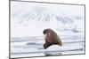 Arctic, Norway, Svalbard, Spitsbergen, Pack Ice, Walrus Walrus on Ice Floes-Ellen Goff-Mounted Photographic Print