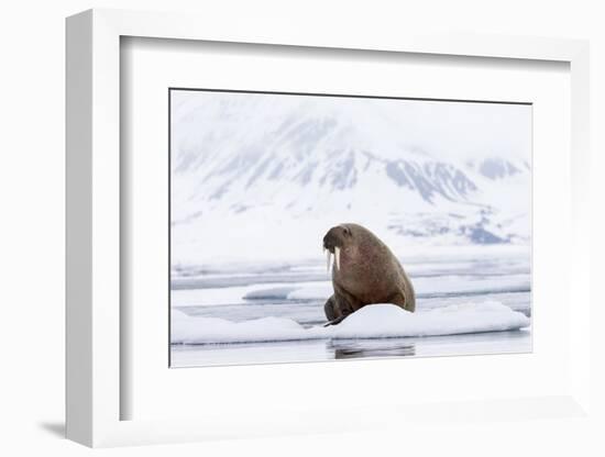 Arctic, Norway, Svalbard, Spitsbergen, Pack Ice, Walrus Walrus on Ice Floes-Ellen Goff-Framed Photographic Print