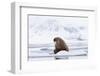 Arctic, Norway, Svalbard, Spitsbergen, Pack Ice, Walrus Walrus on Ice Floes-Ellen Goff-Framed Photographic Print