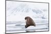 Arctic, Norway, Svalbard, Spitsbergen, Pack Ice, Walrus Walrus on Ice Floes-Ellen Goff-Mounted Photographic Print